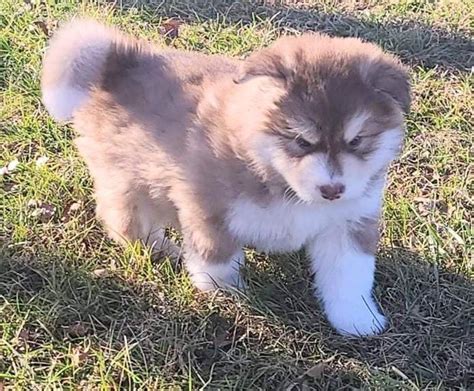 how much is alaskan malamute puppy in philippines|Alaskan Malamute Price in the Philippines (2024) .